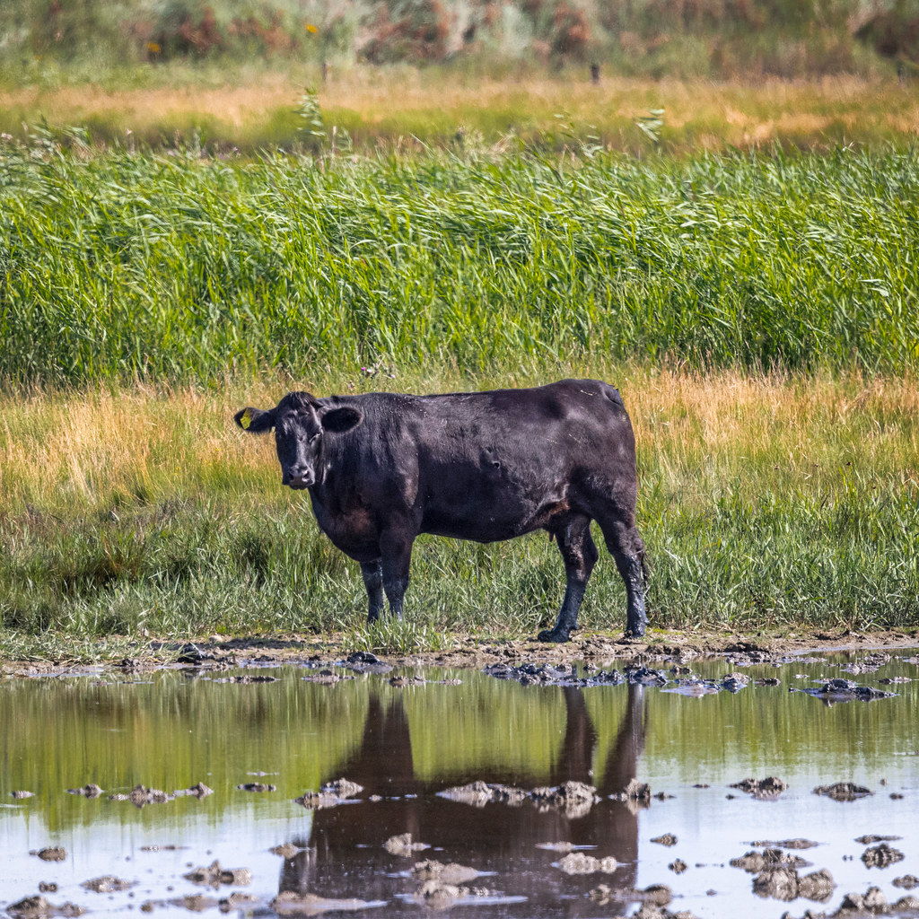 Cow standing by a riverbank