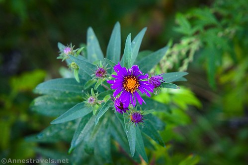An aster along the Genesee Valley Greenway, Rochester, New York