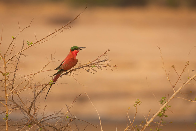 Southern Carmine Bee-eater (Merops nubicoides) _S1A4552
