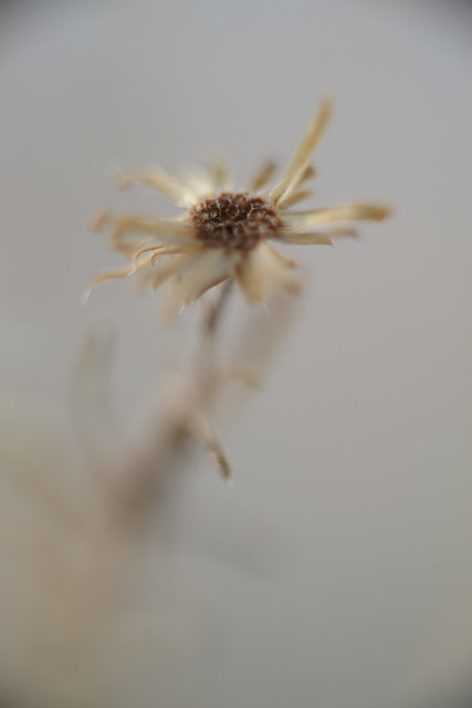 Fiveneedle Pricklyleaf - Wildflower