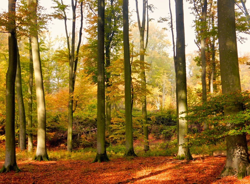 Herbstlicher Rotbuchenwald
