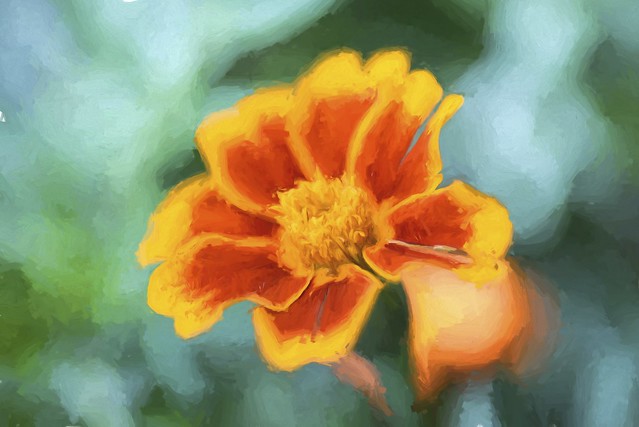 Marigold impression flower
