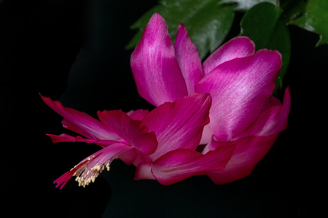 Schlumbergera Flower