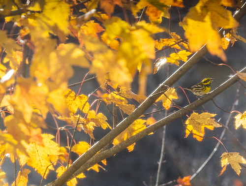 Fall color and warbler