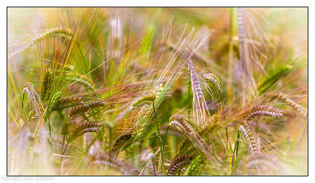 Summer wheat.
