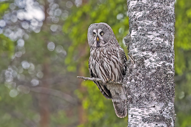 Great Grey Owl  Sweden
