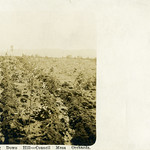 [IDAHO-T-0005] Council Mesa Orchards &lt;b&gt;Image Title:&lt;/b&gt; Council Mesa Orchards

&lt;b&gt;Date:&lt;/b&gt; c.1915

&lt;b&gt;Place:&lt;/b&gt; Mesa, Idaho

&lt;b&gt;Description/Caption:&lt;/b&gt; 1303 - Irrigating Down Hill - Council Mesa Orchards

&lt;b&gt;Medium:&lt;/b&gt; Real Photo Postcard (RPPC)

&lt;b&gt;Photographer/Maker:&lt;/b&gt; Unknown

&lt;b&gt;Cite as:&lt;/b&gt; ID-T-0005, WaterArchives.org

&lt;b&gt;Restrictions:&lt;/b&gt; There are no known U.S. copyright restrictions on this image. While the digital image is freely available, it is requested that &lt;a href=&quot;http://www.waterarchives.org&quot; rel=&quot;noreferrer nofollow&quot;&gt;www.waterarchives.org&lt;/a&gt; be credited as its source. For higher quality reproductions of the original physical version contact &lt;a href=&quot;http://www.waterarchives.org&quot; rel=&quot;noreferrer nofollow&quot;&gt;www.waterarchives.org&lt;/a&gt;, restrictions may apply.
