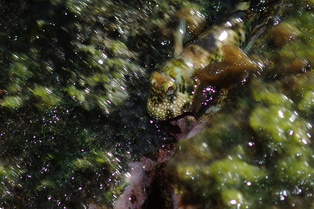 Black-spotted rockskipper washed over from waves