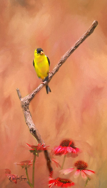 Painted Goldfinch