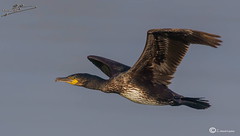 cormoran grande