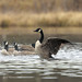 Geese at Cold Stream Dam, 7 December, 2022
