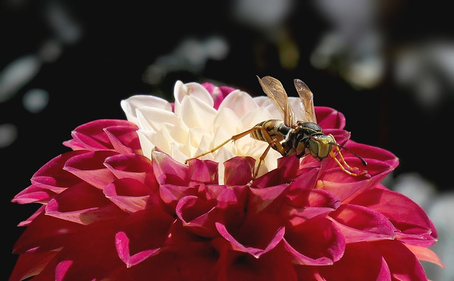Wasp on Dahlia (Explored)