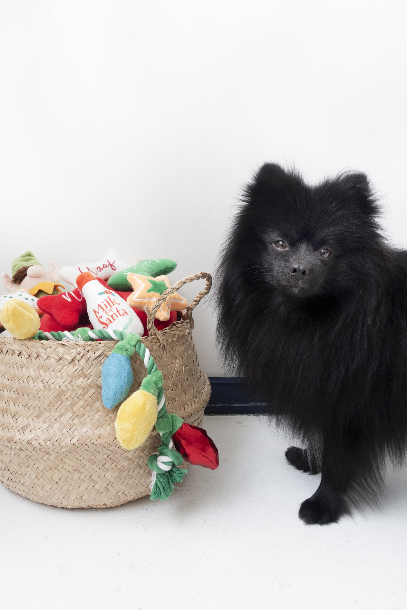 The Best Eco-Friendly Dog Gift Ideas