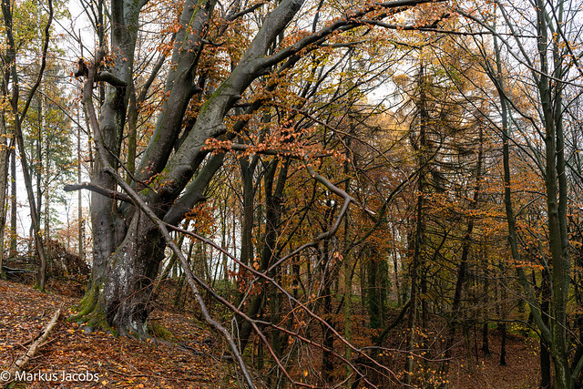 Buche im Herbstwald