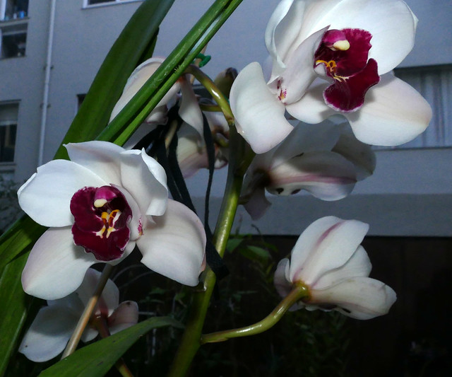 Cymbidium Kaylie 'Ume' hybrid orchid 11-22