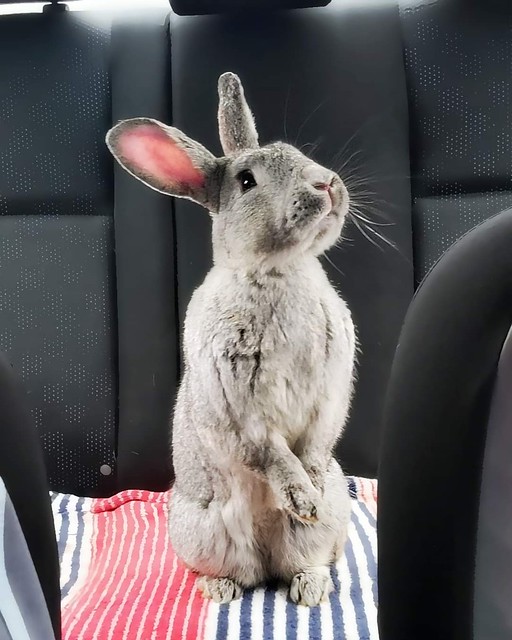 Backseat Bunny