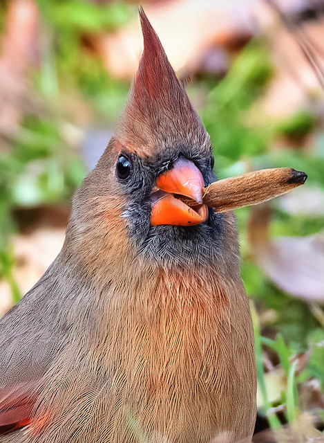 Cigars-by-Cardinal