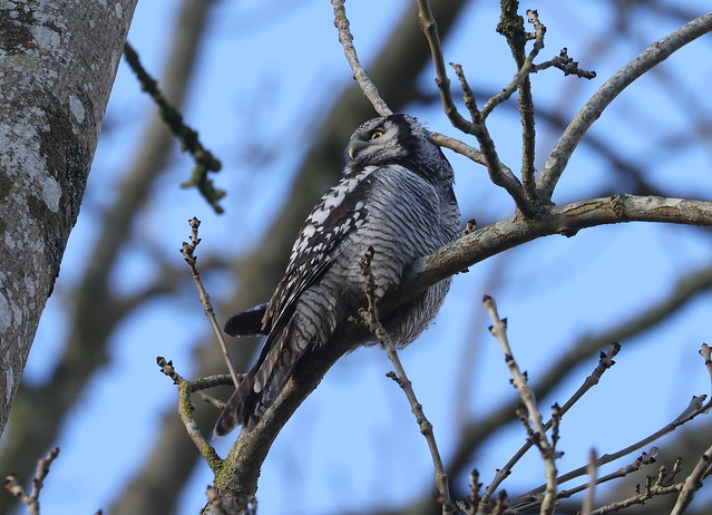 Høgeugle (Northern Hawk-owl / Surnia ulula)