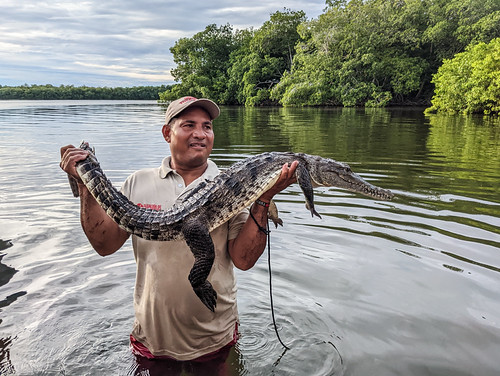 A pair of fresh water crocodiles about to be released in Bay of Cispata 2