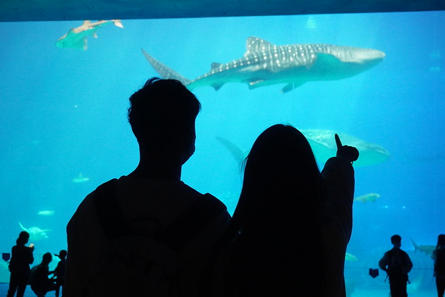 Aquarium Tour