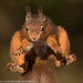 8th December 2022 Red Squirrel