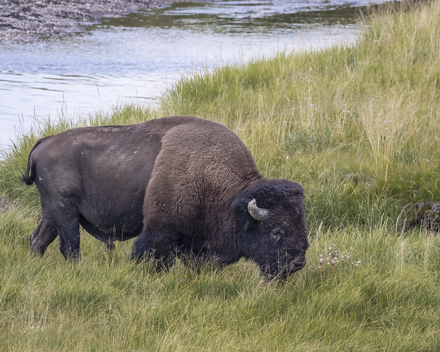 Bison by the Stream