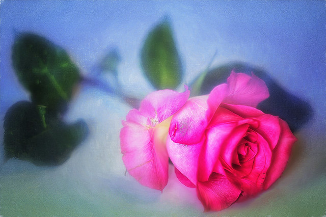 Floral Rose Art