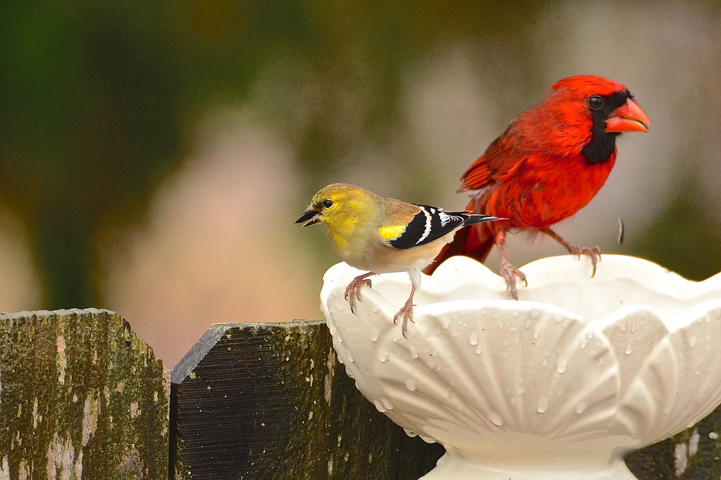 American Goldfinch & Northern Cardinal