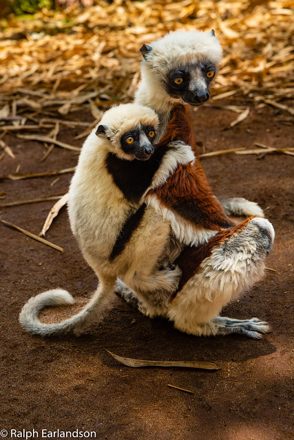 Mother and Child Lemurs