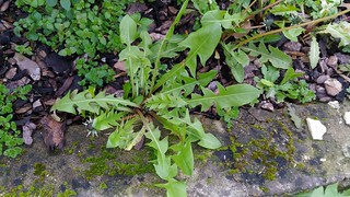 Il tarassaco è una vera erba medicinale che si può consumare lessata