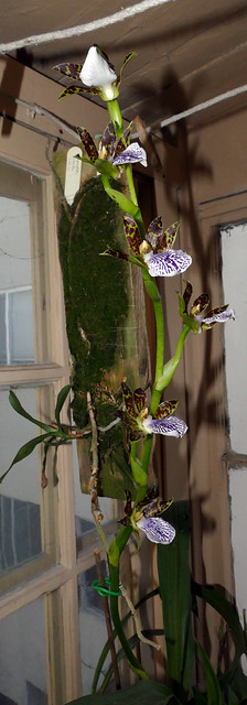 Zygopetalum mackayi species orchid 11-22