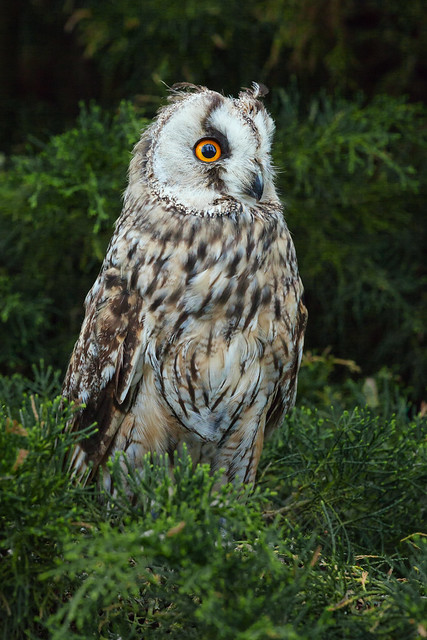 Long-eared owl perched in a coniferous tree