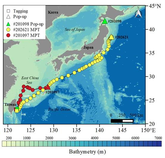 3尾太平洋黑鮪及識放流海域位置、標識器彈脫魚體位置及推估移動路徑