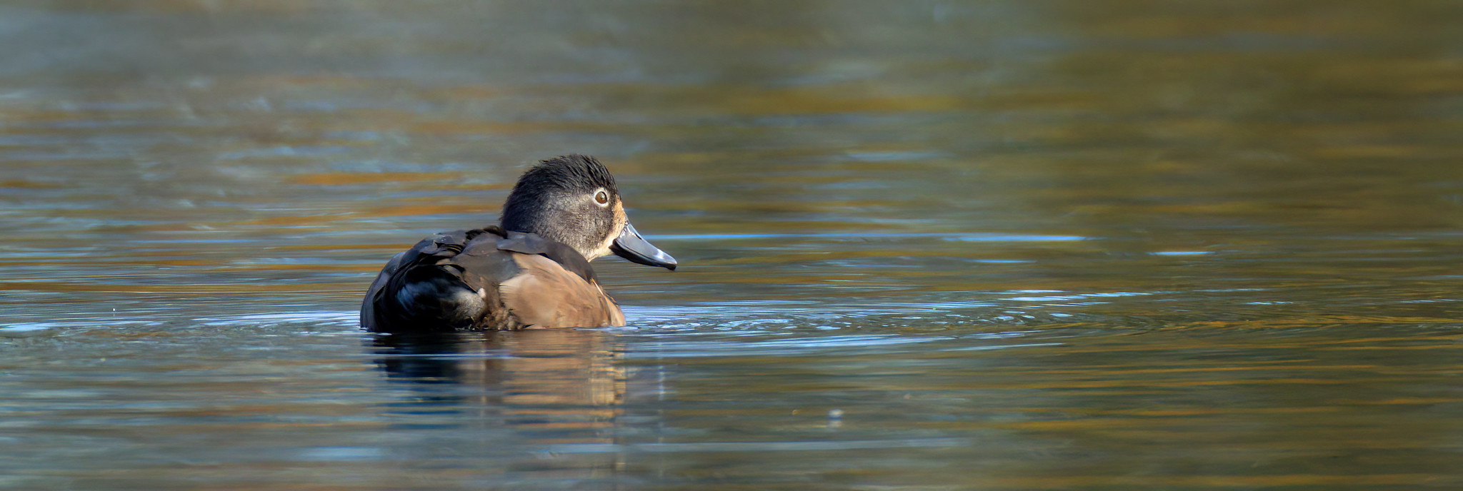 Female type Ring-necked Duck