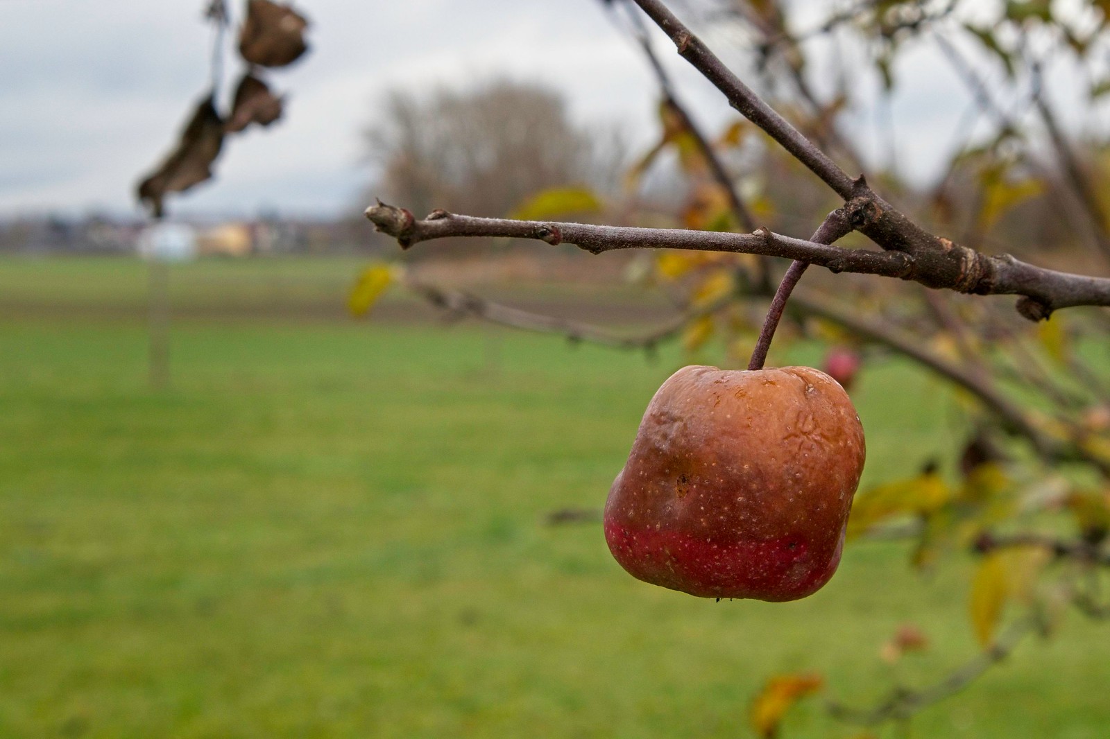 Hängengebliebene Äpfel in den Obstbäumen - Nikolauslauf 2022
