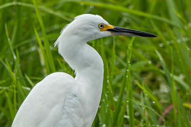 Snowy Egret - Ibague, Tolima, Colombia