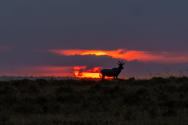 Topi Antelope Silhouette