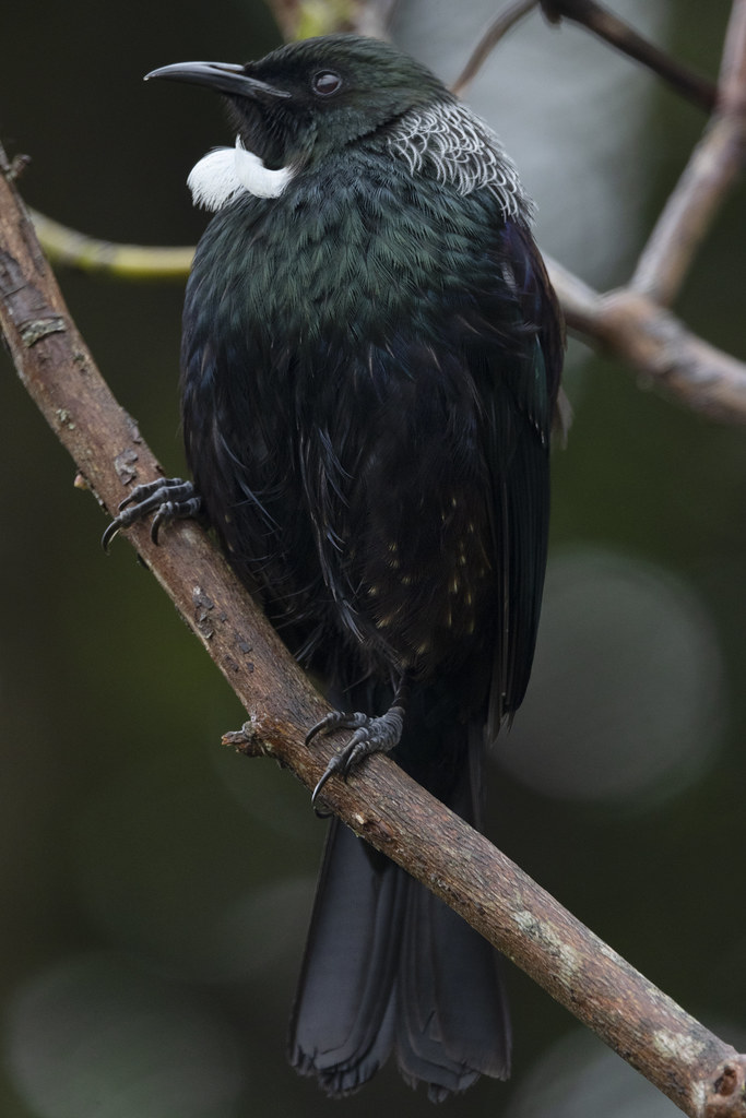 Tui | Wellington, NZ | andy | Flickr