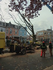 15th and Allison. Tree removal.