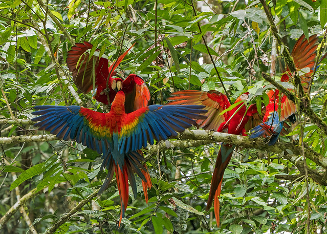 A riot of Scarlet macaws