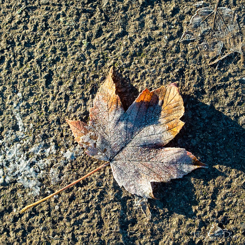 leaf and imprint | temple newsam | leeds