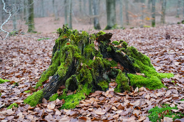 Moss im Pfälzer Wald