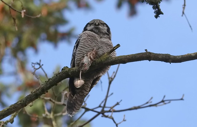 Høgeugle (Northern Hawk-owl / Surnia ulula)