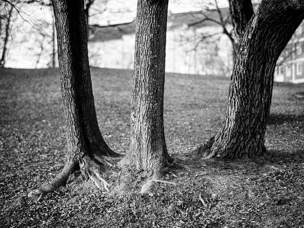 Three trees in monochrome