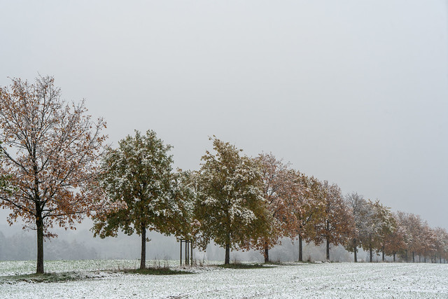 Last Colors, First Snow (7)