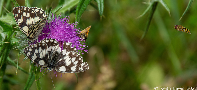 Two Marbled Whites with extras
