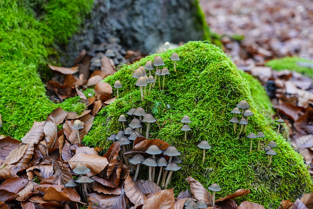 Moss und Pilze im Pfälzer Wald