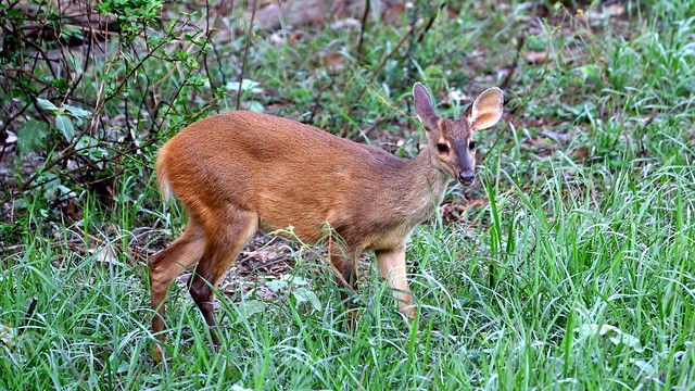 Brocket Deer
