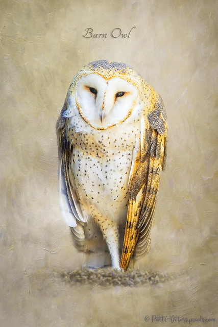 Barn Owl - Painterly Portrait