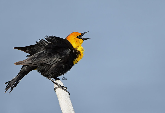 Yellow-headed Blackbird - 6944b+